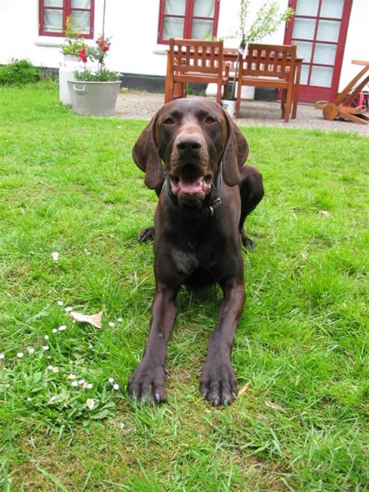 Korthåret hønsehund Caro - "Gomards King" - I haven..... billede 5