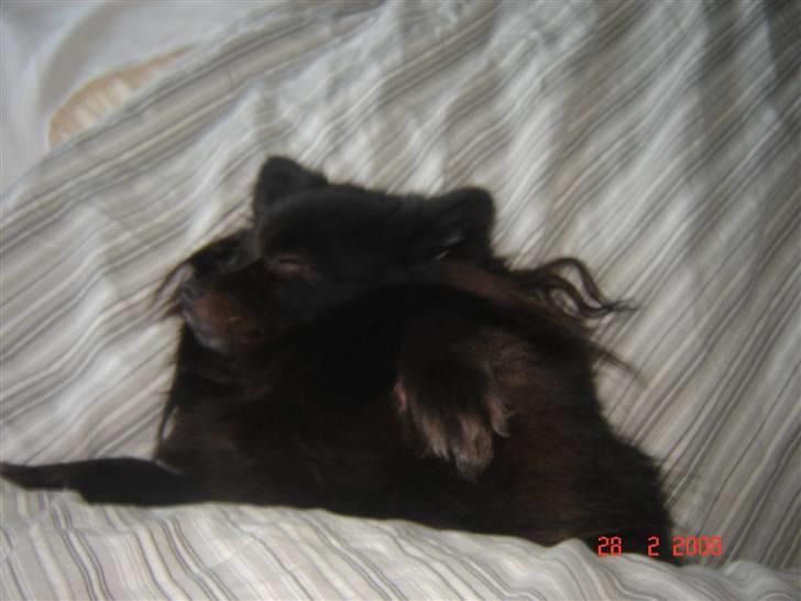 Kleinspitz bekki billede 9