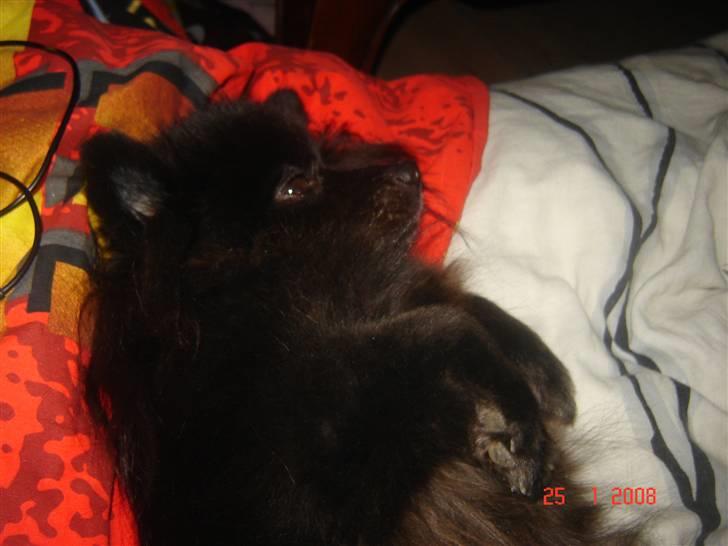 Kleinspitz bekki - putte putte  billede 10