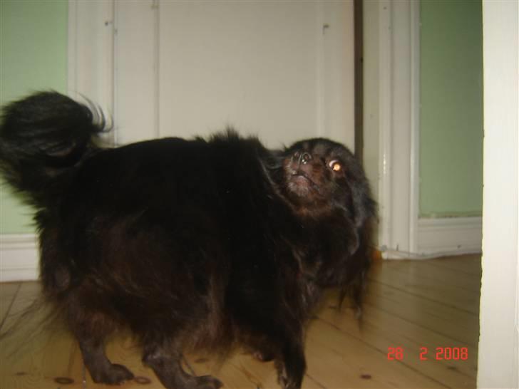 Kleinspitz bekki billede 11