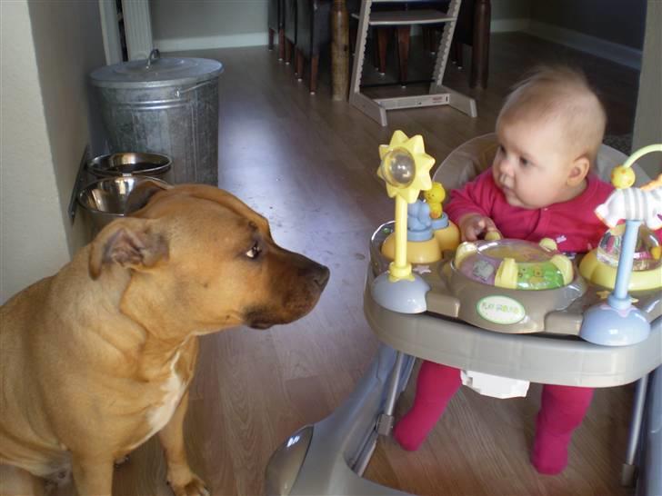 Amerikansk staffordshire terrier Freja - Jeg passer rigtig godt på lille Nikoline...:o) billede 19