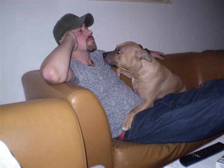 Amerikansk staffordshire terrier Freja - Far, skal vi mysse...?? billede 20