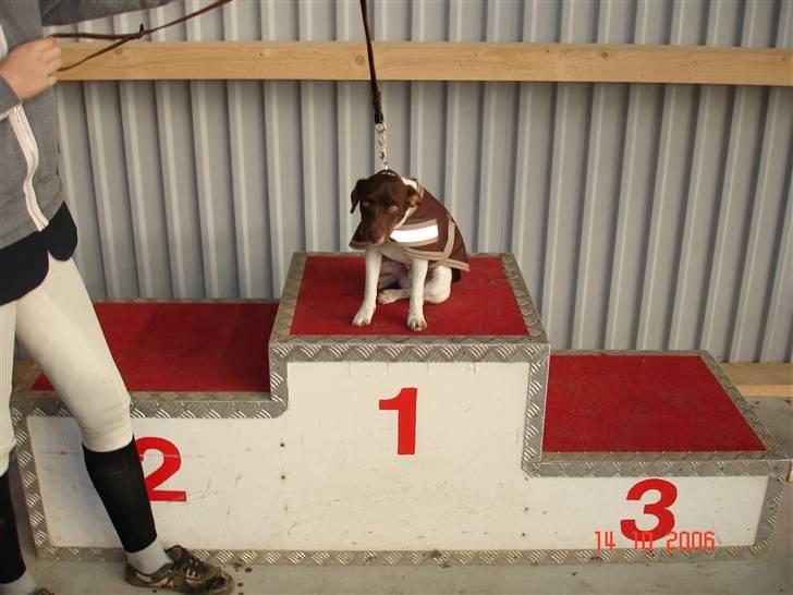 Dansk svensk gaardhund | Snoopy - 1 plads :b billede 13