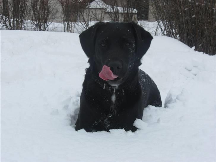 Labrador retriever Lady - Velkommen til denne Lady:´D. billede 1