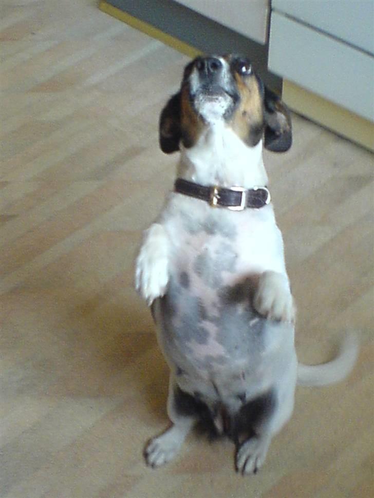 Dansk svensk gaardhund  Bella  billede 9