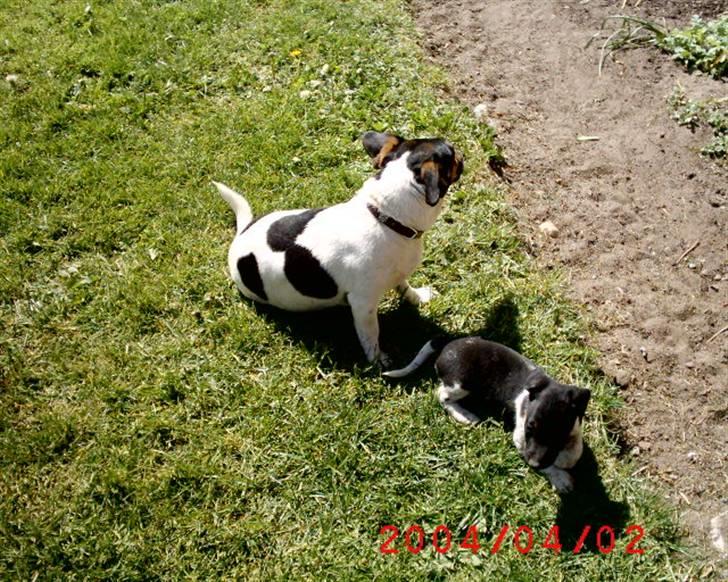 Dansk svensk gaardhund  Bella  billede 10