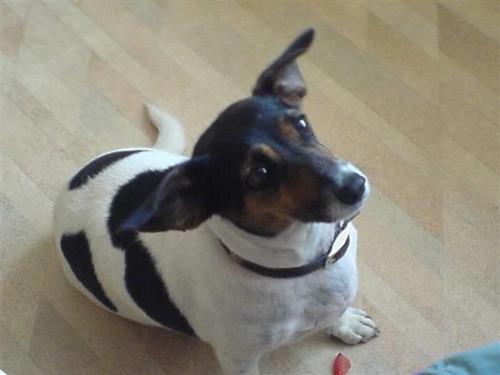 Dansk svensk gaardhund  Bella  billede 11