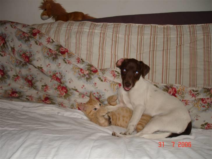 Dansk svensk gaardhund | Snoopy - leger med katten :)  billede 14