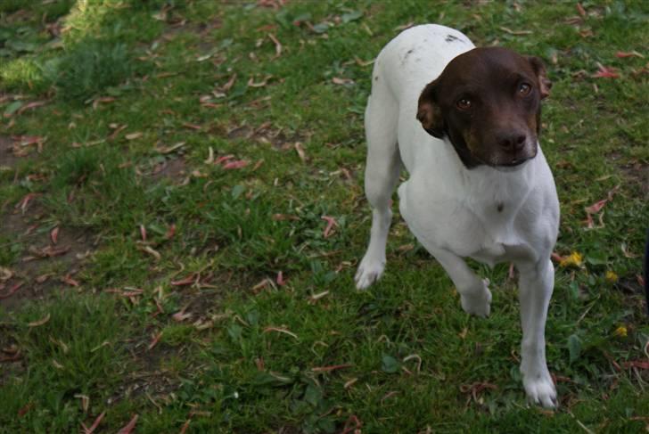 Dansk svensk gaardhund | Snoopy - smuk som havets bund billede 15
