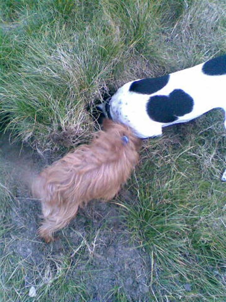 Blanding af racer Max billede 20