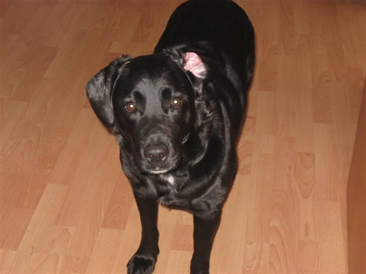 Labrador retriever Lady - Se mig!d; Hej med dig billede 2