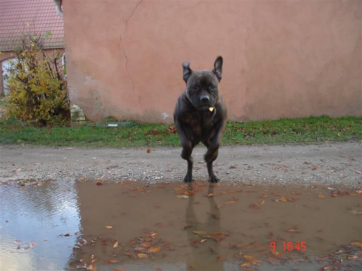 Bullmastiff Frida - Frida springer vandpyt:D juhuuu billede 11