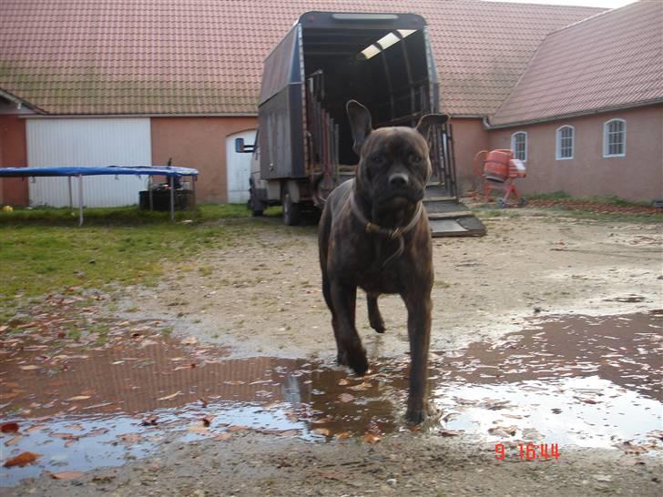 Bullmastiff Frida - Frida glemmer at springe over vandpytenC: billede 12