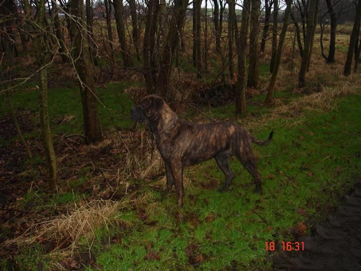 Bullmastiff Frida - på skov turen ser Frida noget:D billede 13