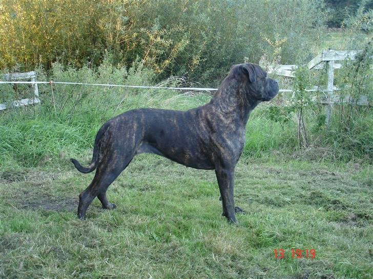 Bullmastiff Frida - Frida ser noget ud over markerneC: billede 14