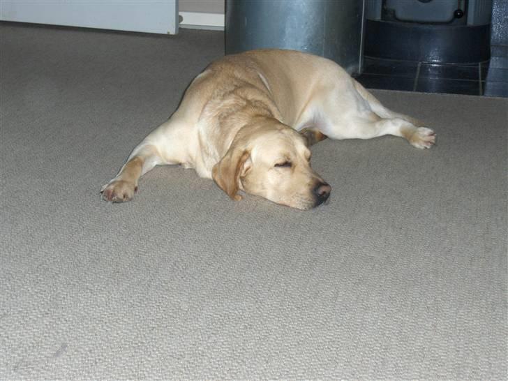 Labrador retriever Taco - Godt sted at flade ud foran brændeovnen, efter en laaaaang dag.. :) {Foto: Mig} billede 4