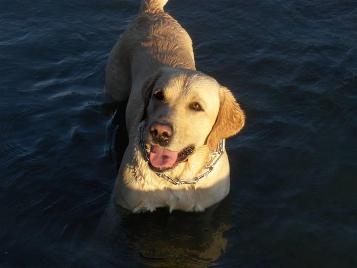 Labrador retriever Taco - Ude at bade :D. -Så er han i sit rette element d; {Foto: Mig} billede 6