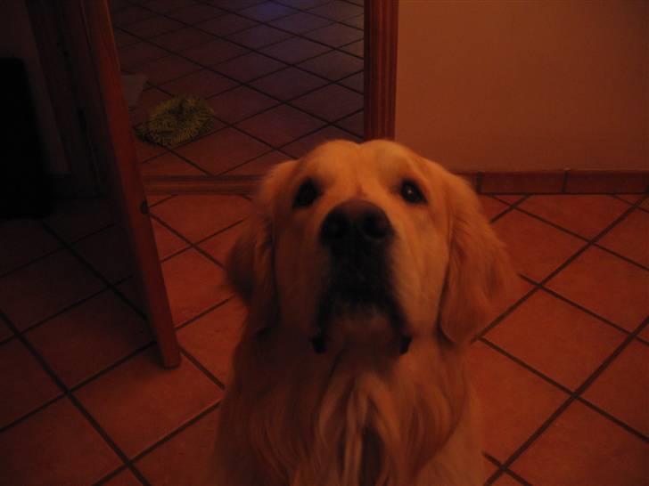 Golden retriever SOFUS billede 7