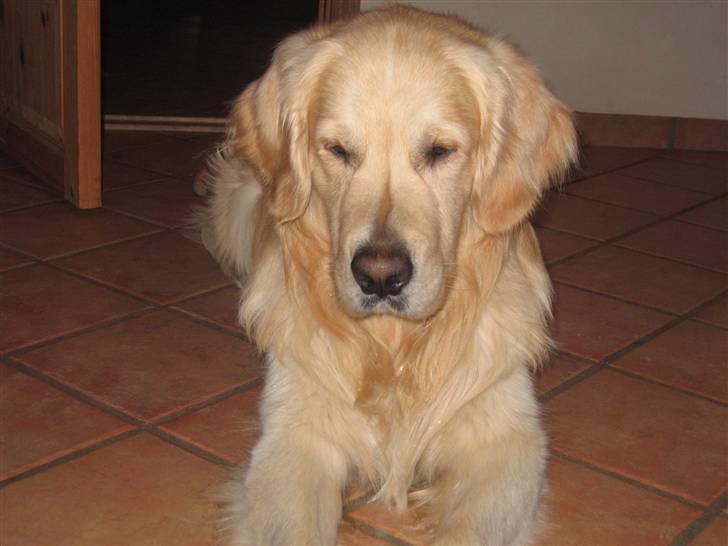 Golden retriever SOFUS billede 8