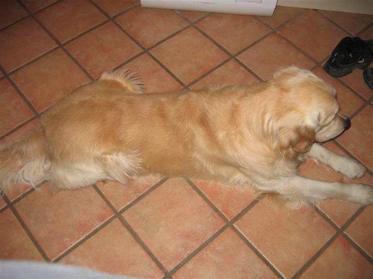 Golden retriever SOFUS billede 9