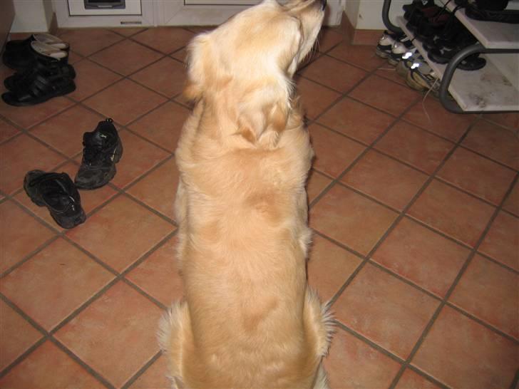 Golden retriever SOFUS billede 10