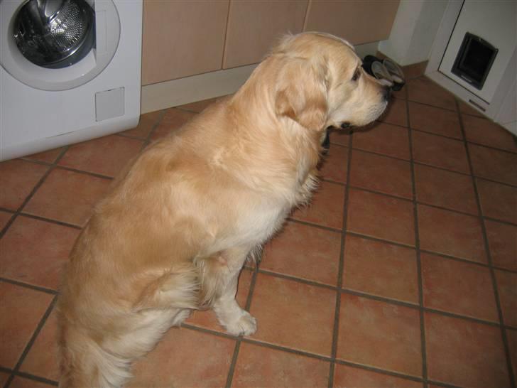 Golden retriever SOFUS billede 11