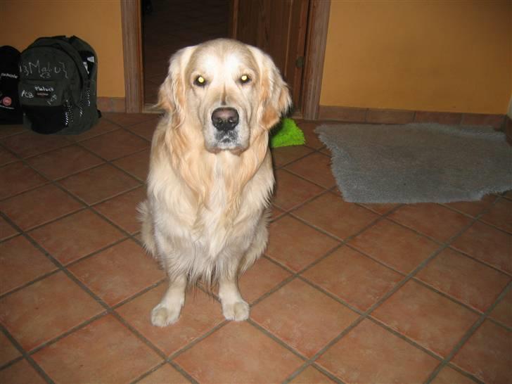 Golden retriever SOFUS billede 12