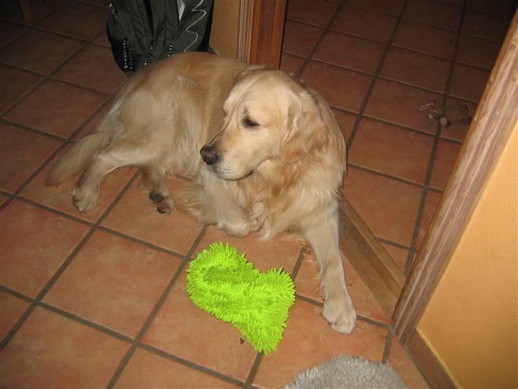 Golden retriever SOFUS billede 13