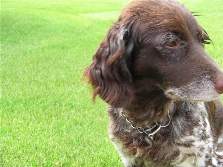 Kleiner münsterländer Tassi - Tassi på vores græsplæne billede 1