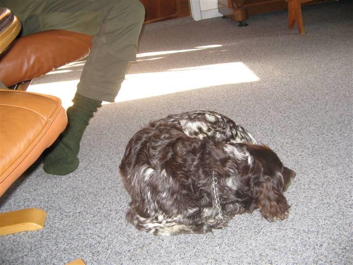 Kleiner münsterländer Tassi - dejligt far sidder ved siden af mig billede 3