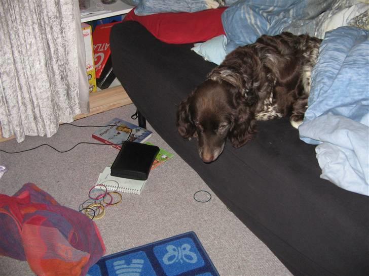 Kleiner münsterländer Tassi - tassi i min seng billede 4