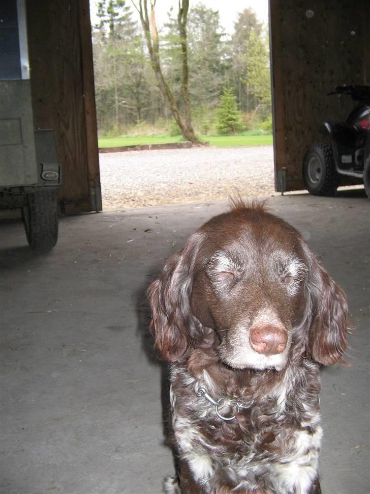 Kleiner münsterländer Tassi billede 5