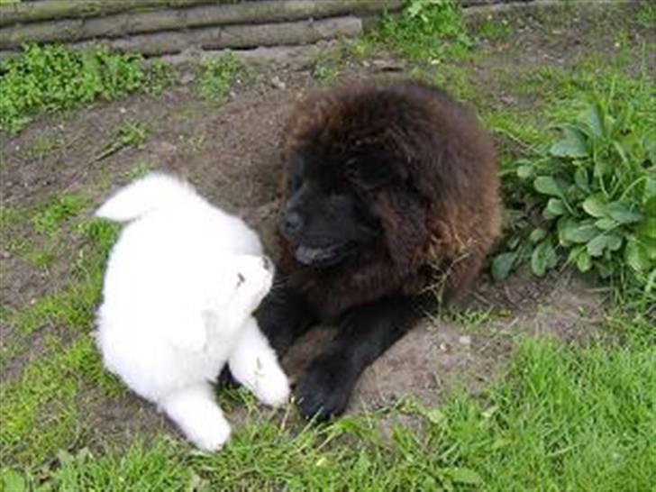 Chow chow nikita - hej her er jeg med en af en hvalp nøj hvor er den sød billede 7