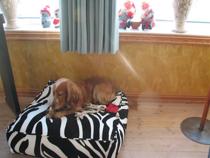 Blanding af racer Honey - Ah, jeg ligger godt her! billede 7