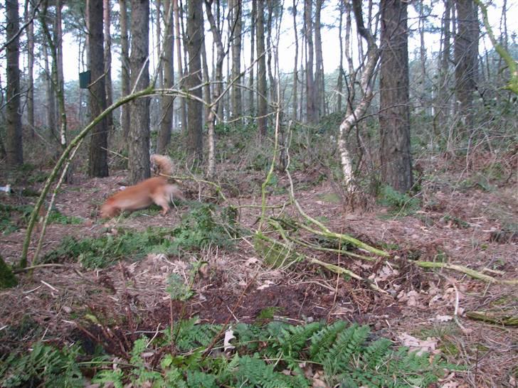 Blanding af racer Honey - Springtur billede 8