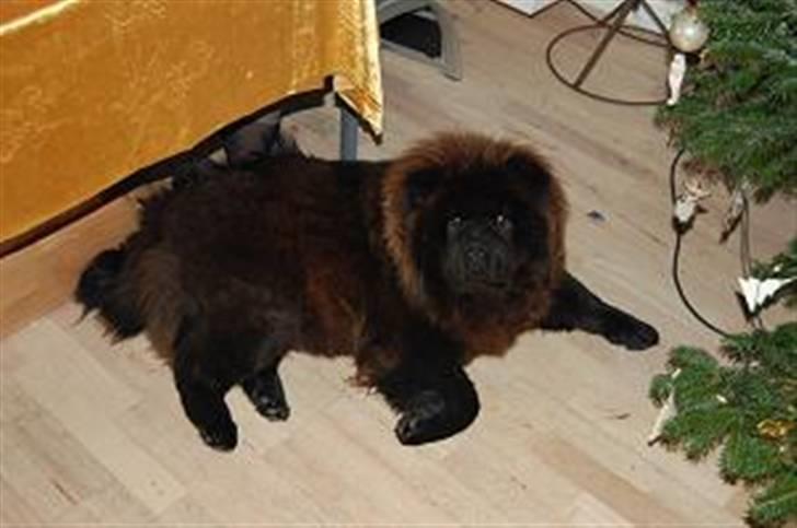 Chow chow nikita - jul jul er en dejlig tid billede 8