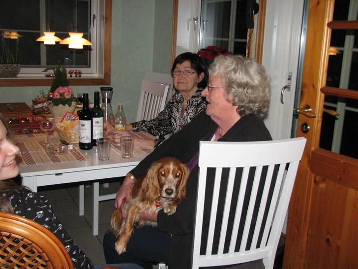 Blanding af racer Honey - Afgjort Farmors dengse billede 9