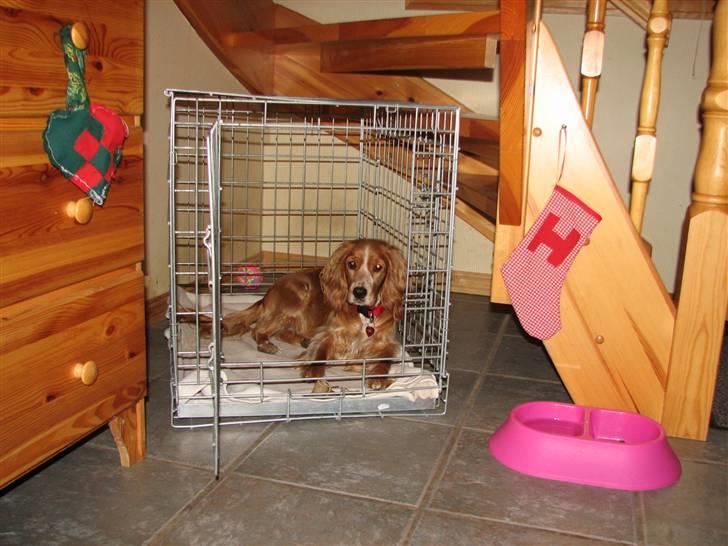 Blanding af racer Honey - Juleri omkring buret og ny madskål fra Trine billede 10