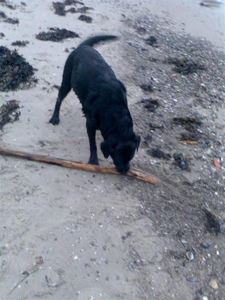 Labrador retriever Ronja - jeg har fundet en pind...  billede 8