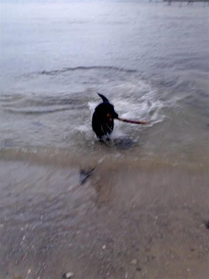 Labrador retriever Ronja billede 9