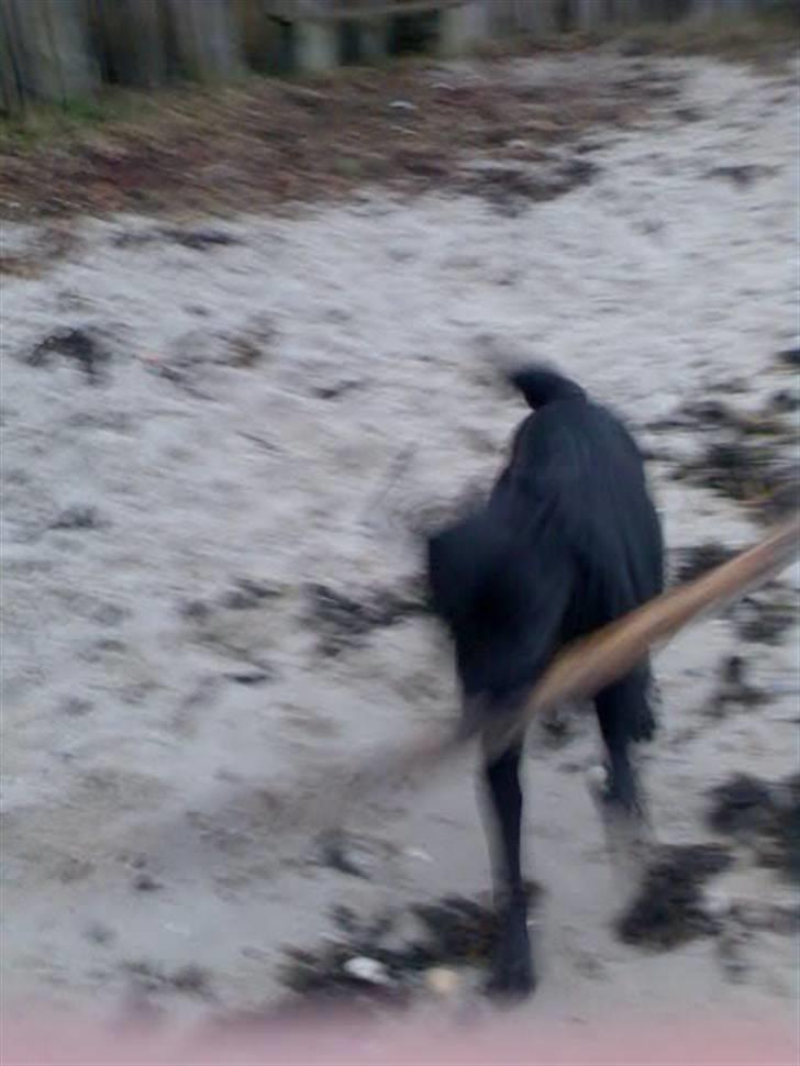 Labrador retriever Ronja billede 10