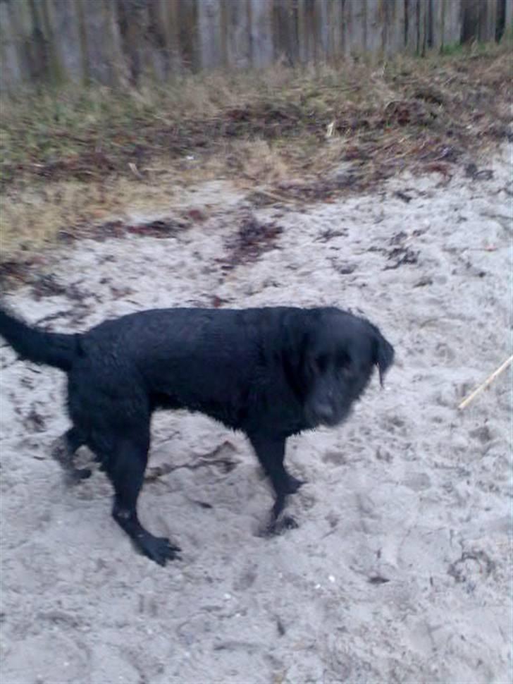 Labrador retriever Ronja billede 12