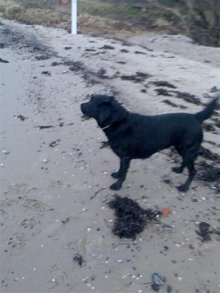 Labrador retriever Ronja billede 13