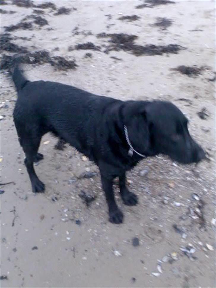 Labrador retriever Ronja billede 14