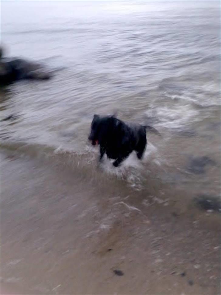 Labrador retriever Ronja billede 15