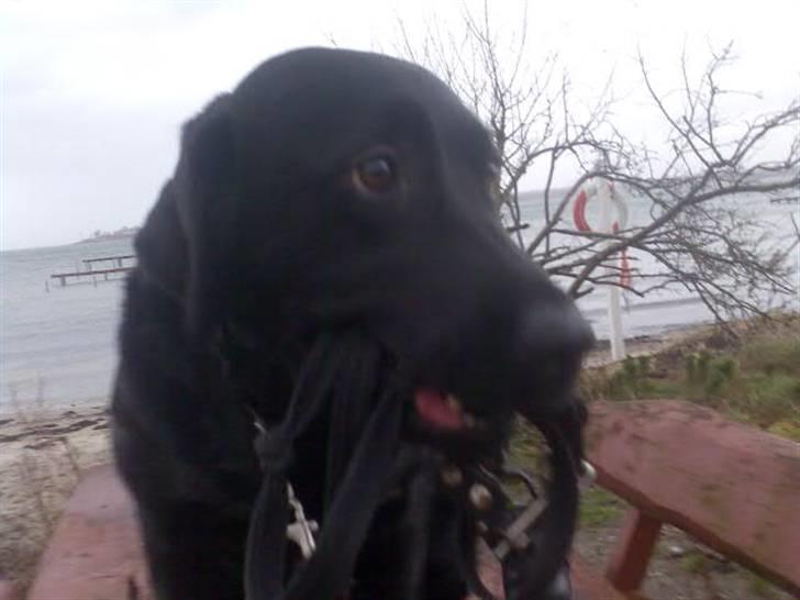 Labrador retriever Ronja billede 16