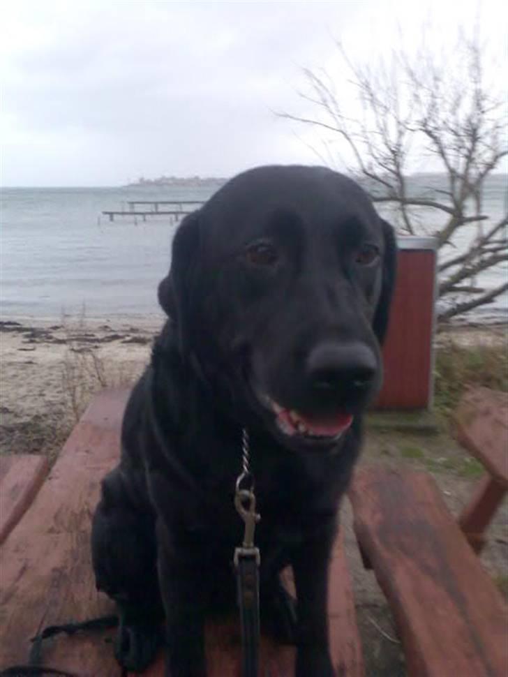 Labrador retriever Ronja billede 17