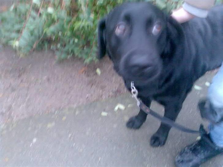 Labrador retriever Ronja billede 18