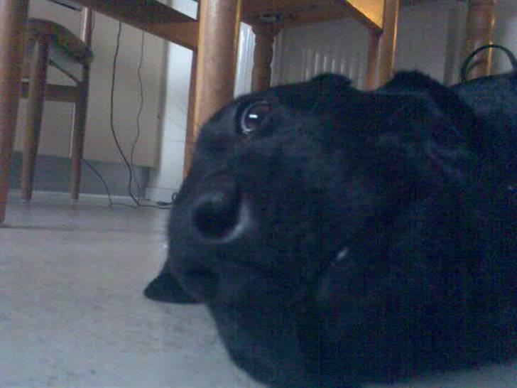 Labrador retriever Ronja billede 19