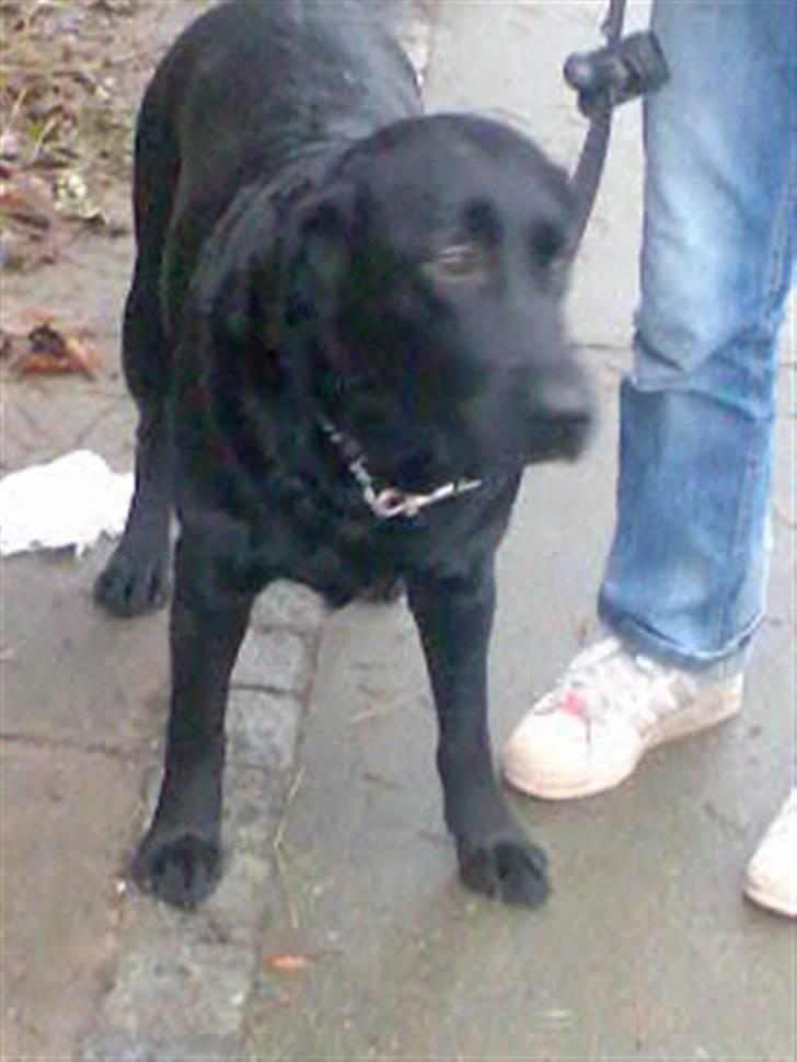 Labrador retriever Ronja billede 20